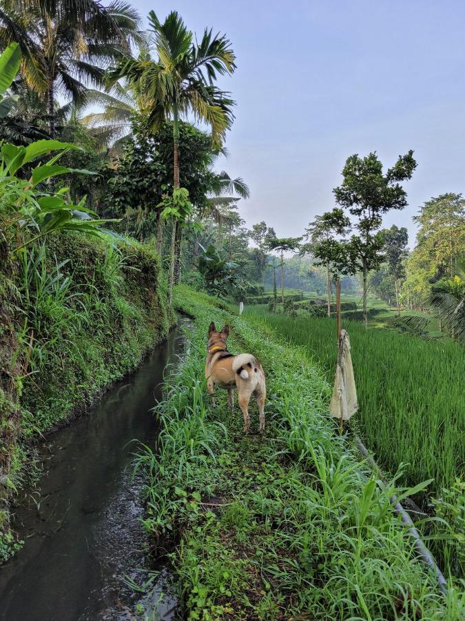 Готель Les Rizieres Lombok - Тетебату Екстер'єр фото